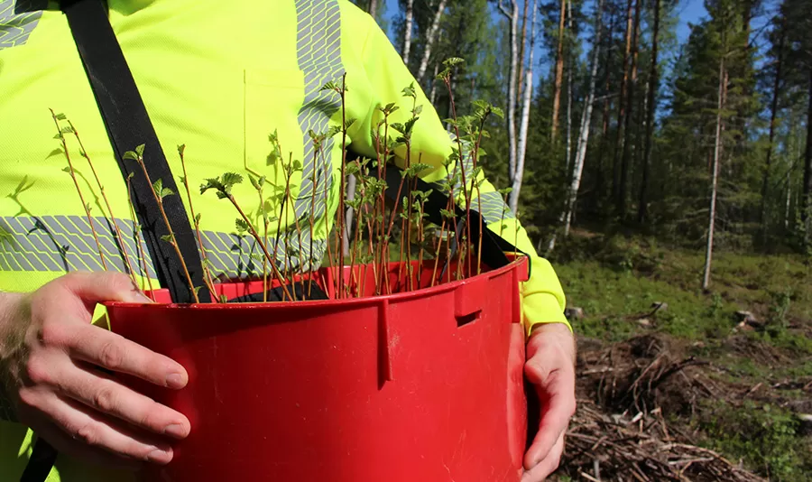 Rauduskoivun viljely on jonkin verran lisääntynyt.